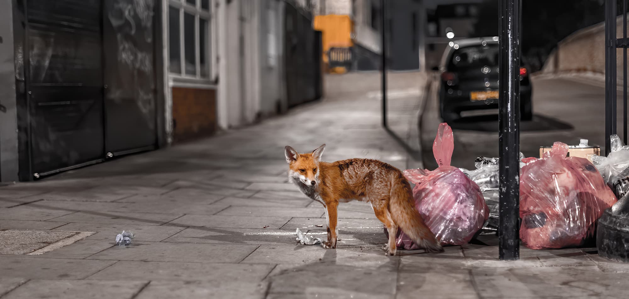 Foxes Service Hero Image