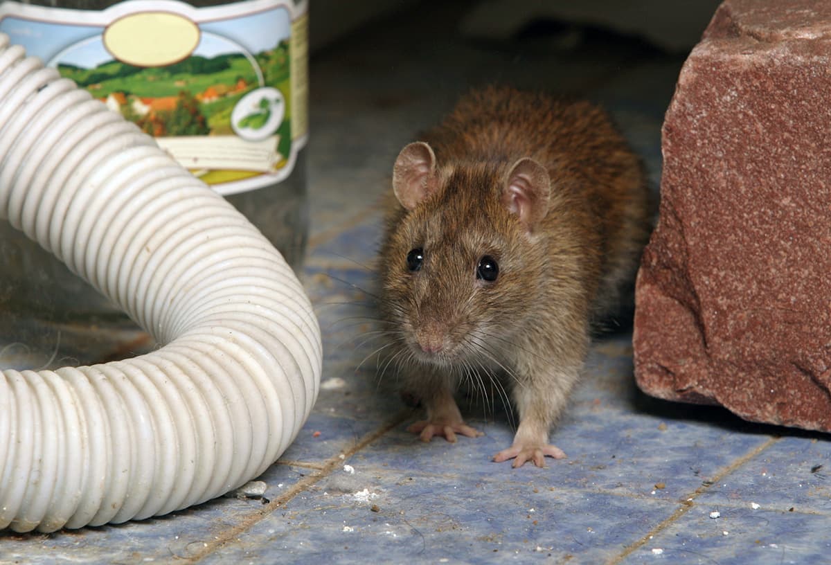 Rat control