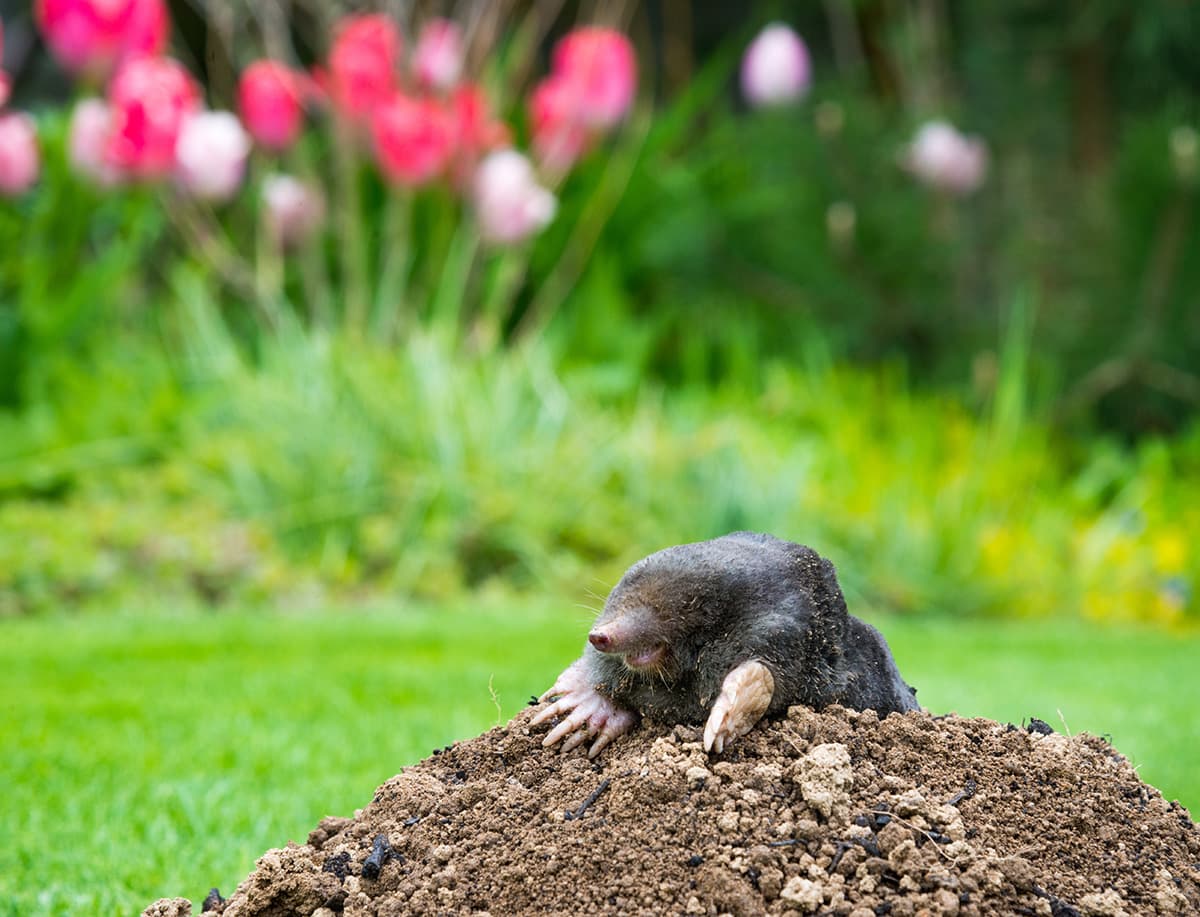 Rat control