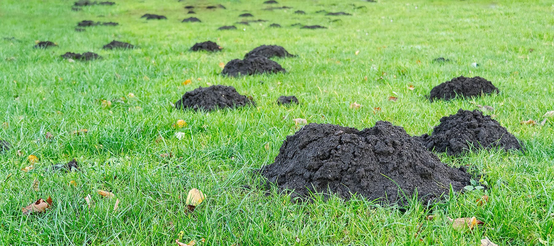 Moles Service Hero Image
