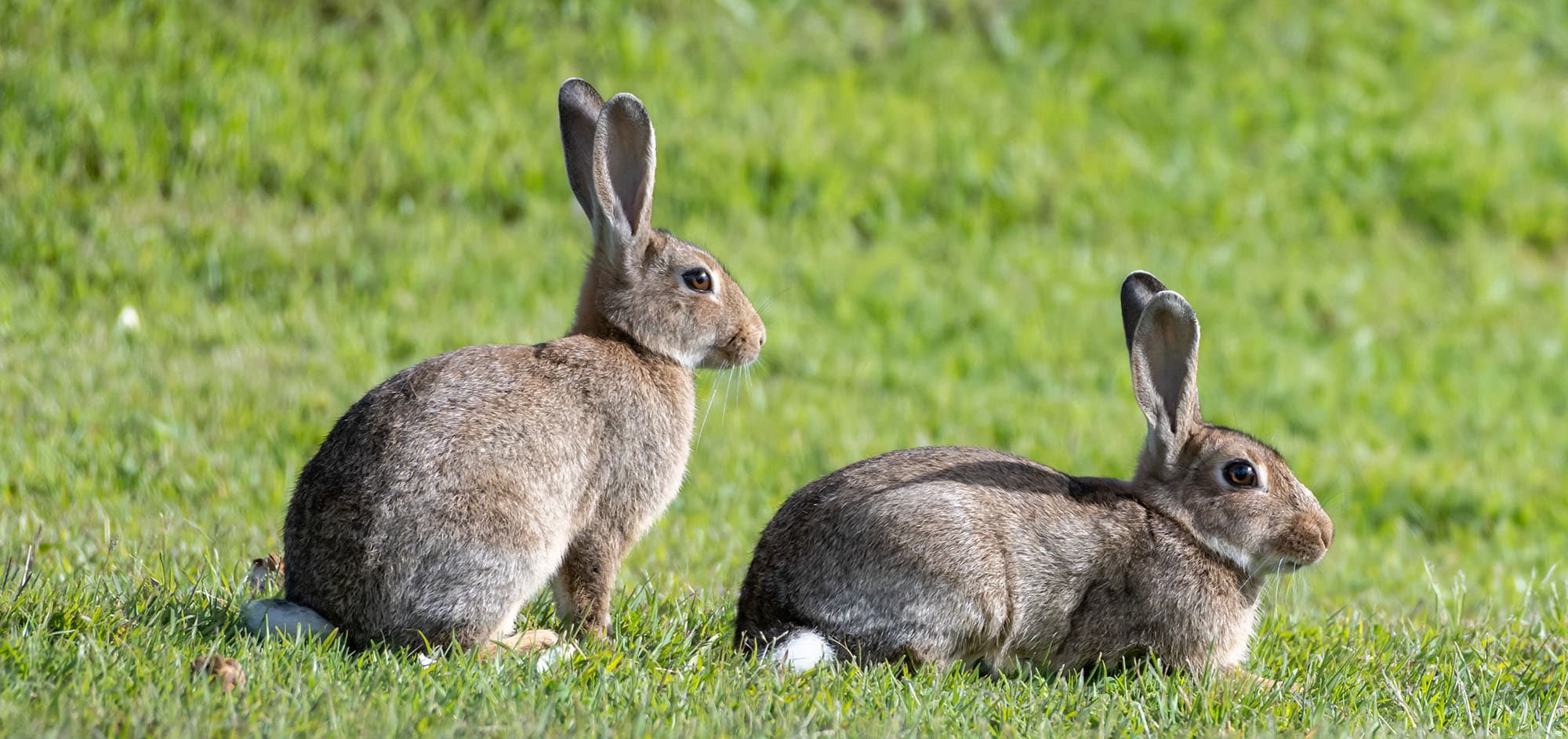 Rabbits Service Hero Image