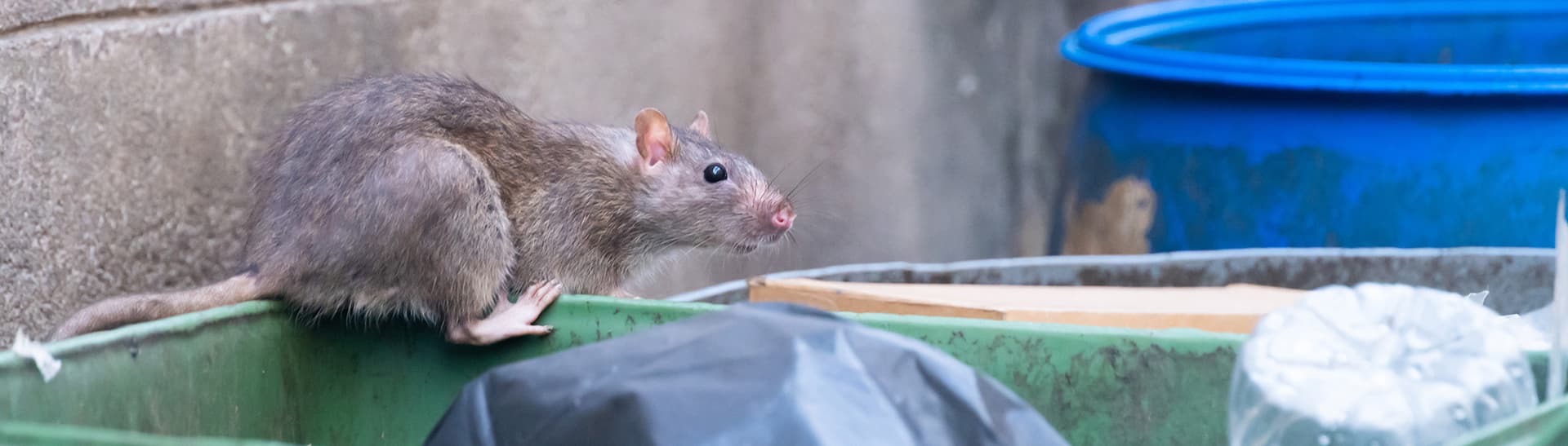 Rat control