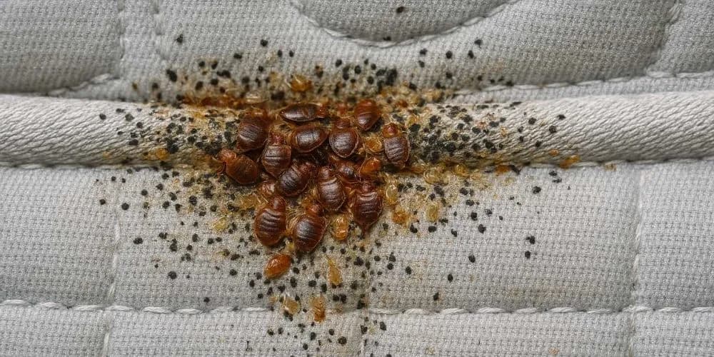 Bed Bugs Service Hero Image